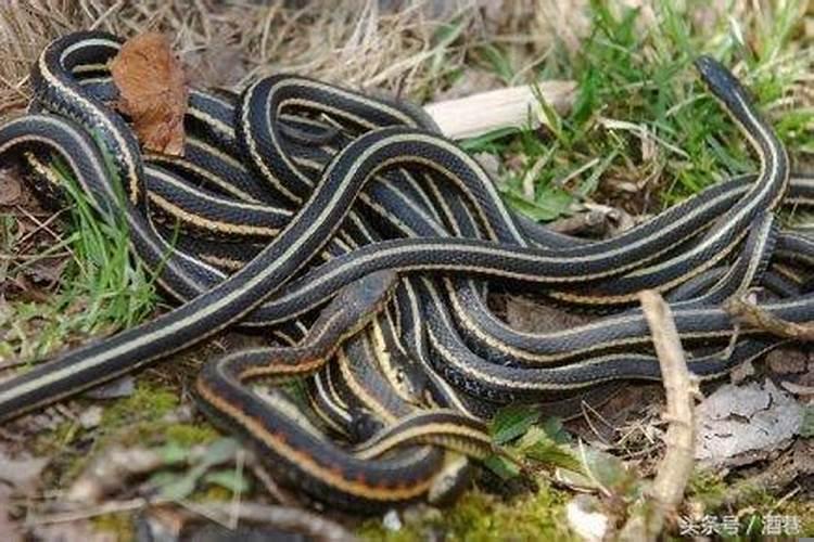 梦见一堆蛇在家里