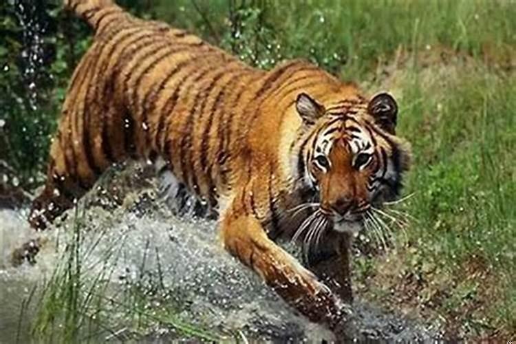 属虎的人适合和什么生肖在一起呢