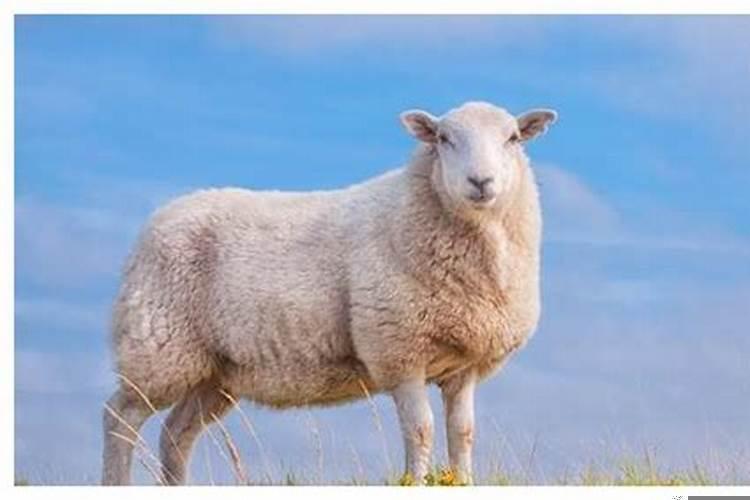 会和初恋结婚的生肖男