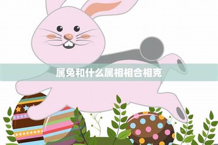 属兔和什么生肖结婚最好