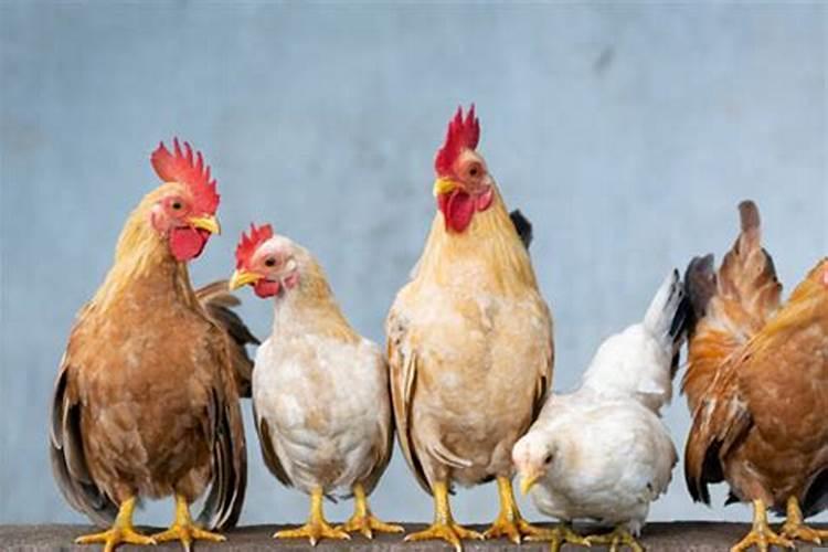 属鸡的人家里能摆兔子么