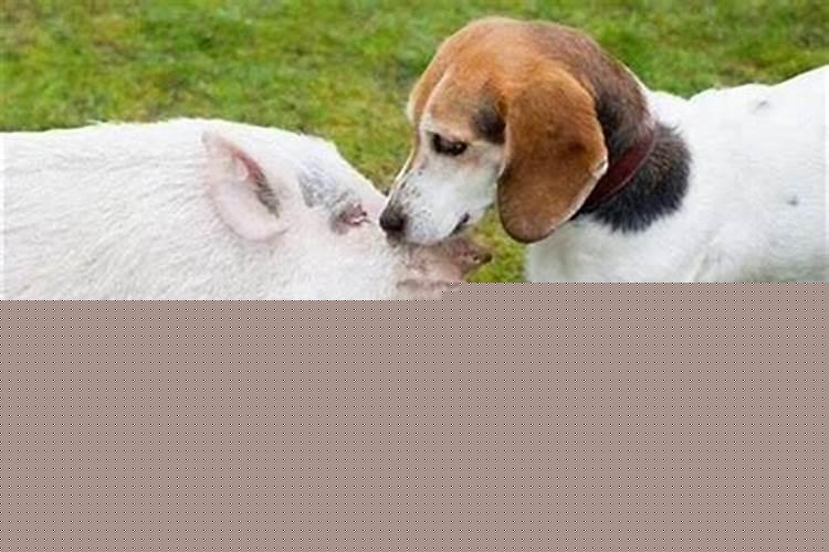 狗和猪相配婚姻如何,属相相克吗