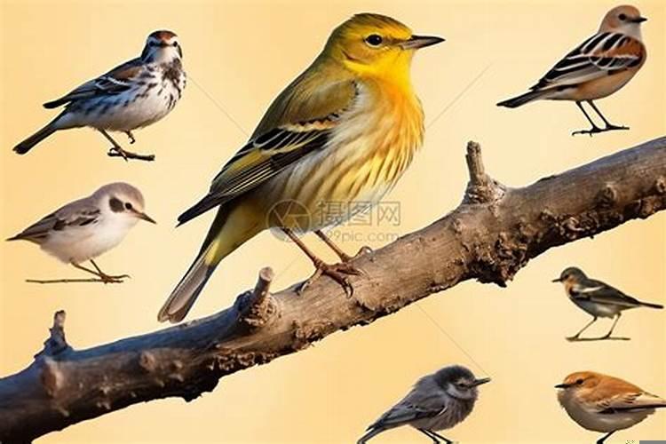 梦见一群鸟在树上叫