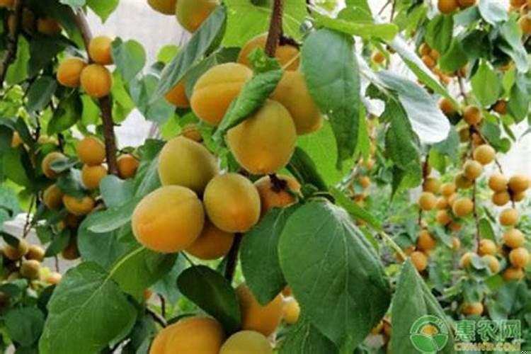 湖北黄冈都有哪些树种