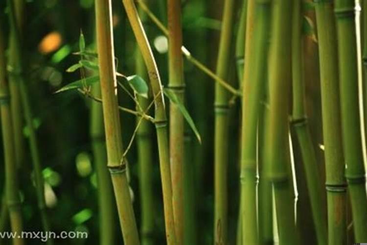 梦见种竹子原版周公解梦