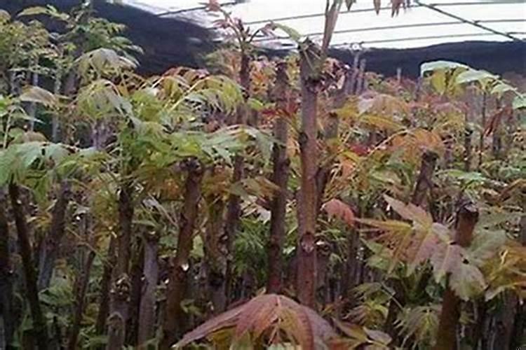 八字以木为财做什么行业好一点