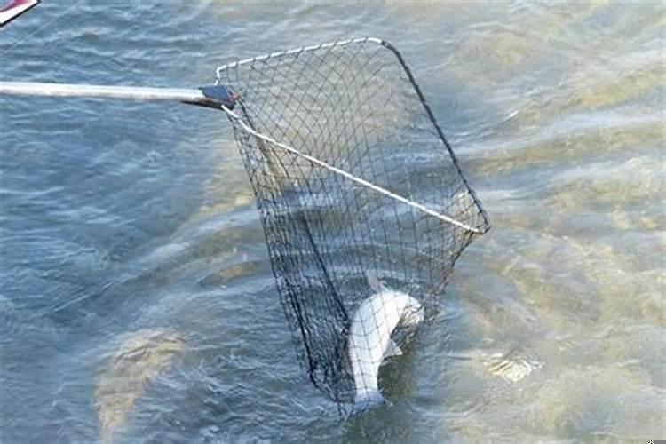 梦见捉了一只大鹅