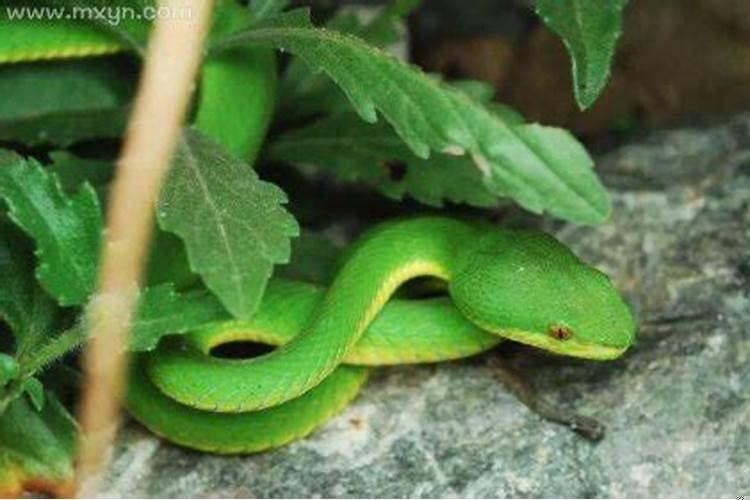 梦见红蛇咬自己