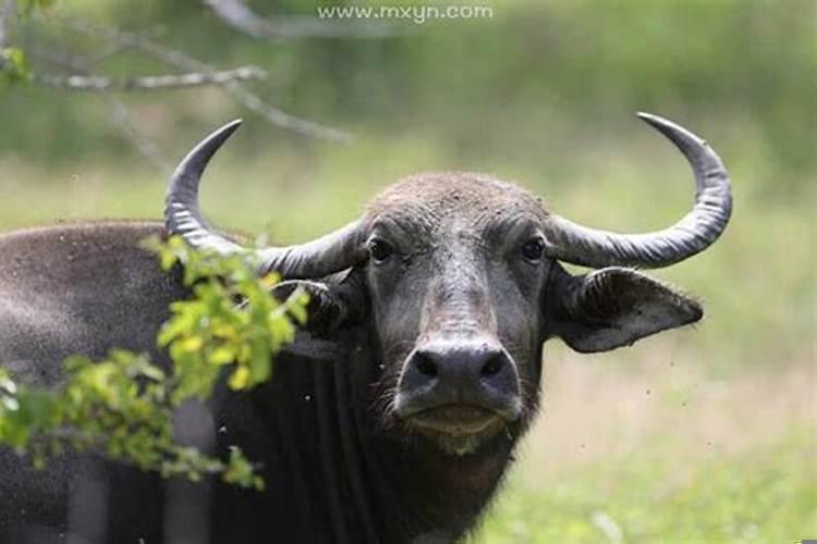 女人梦见牛跑了预示着什么预兆