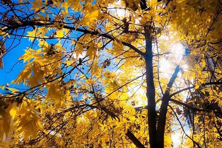 有没有真的爱情存在