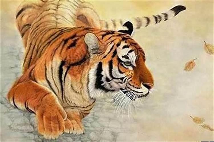 属猪的和虎哪个运气最好