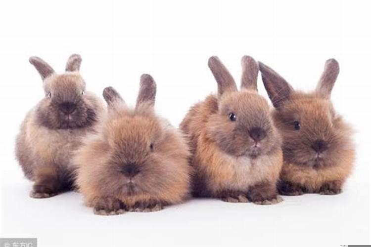 苦命兔75年中晚年女兔