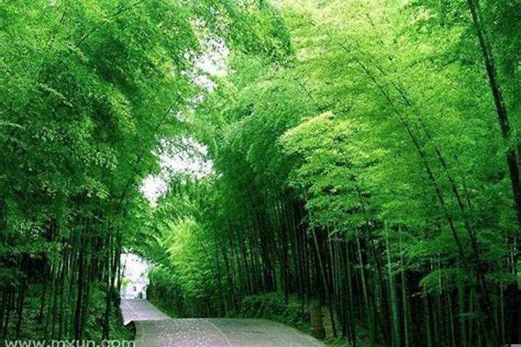 梦见种竹子原版周公解梦