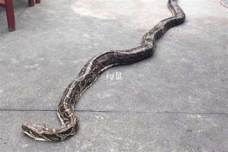 梦里有大蟒蛇什么意思