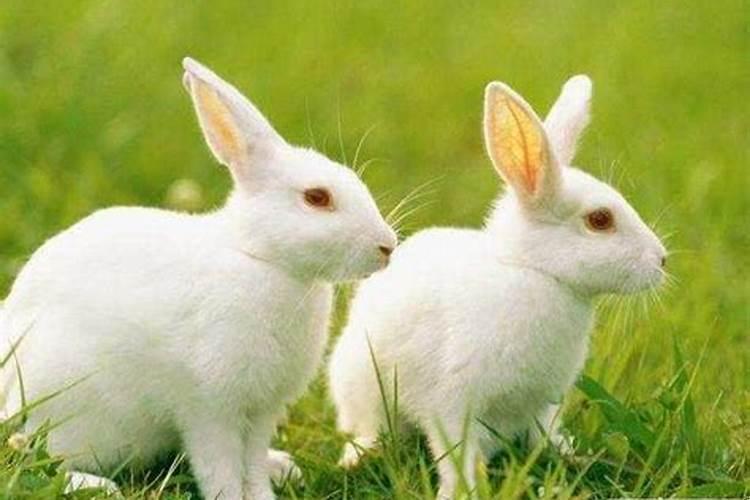 1987年属兔多大结婚好