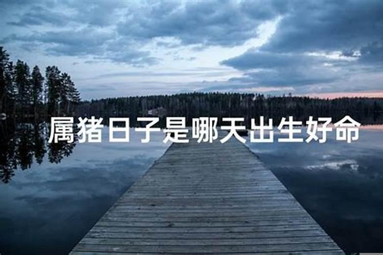 生肖猪出生在哪一年最好命