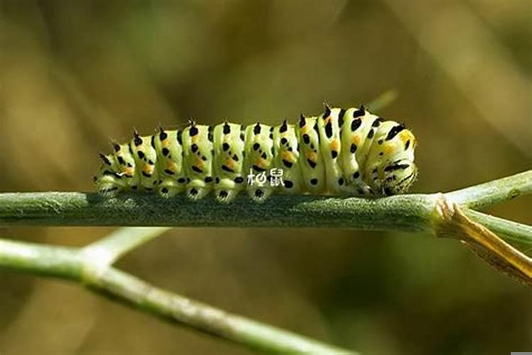 梦里有大蟒蛇什么意思