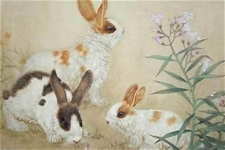 属兔不可以佩戴什么