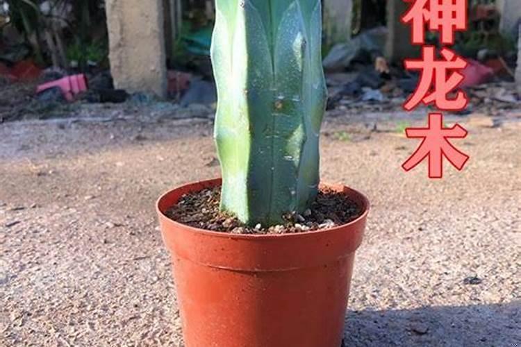 室内绿植镇宅辟邪旺财