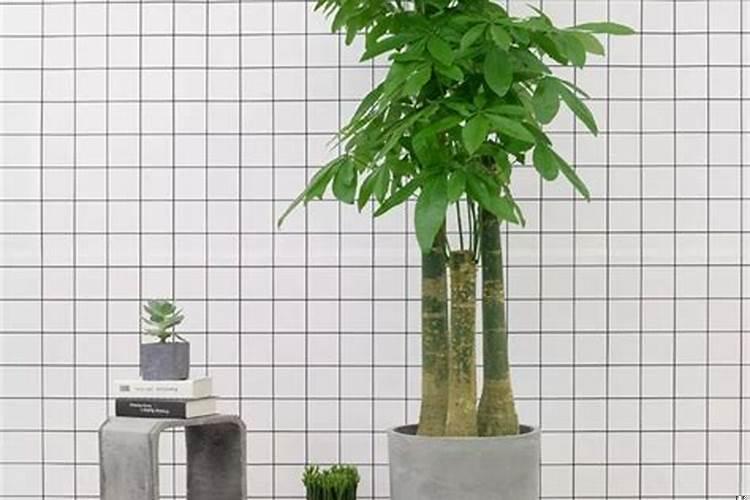 家里摆什么花运气好