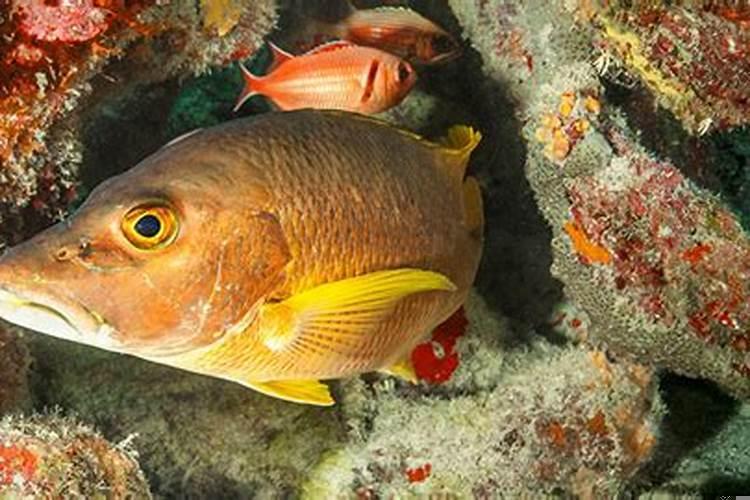 大海水命纹什么招财