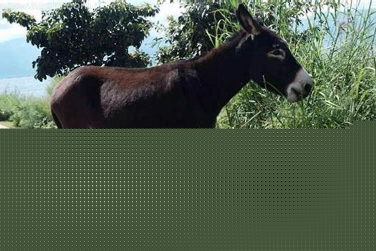 女人梦见自己右脚受伤预示什么预兆