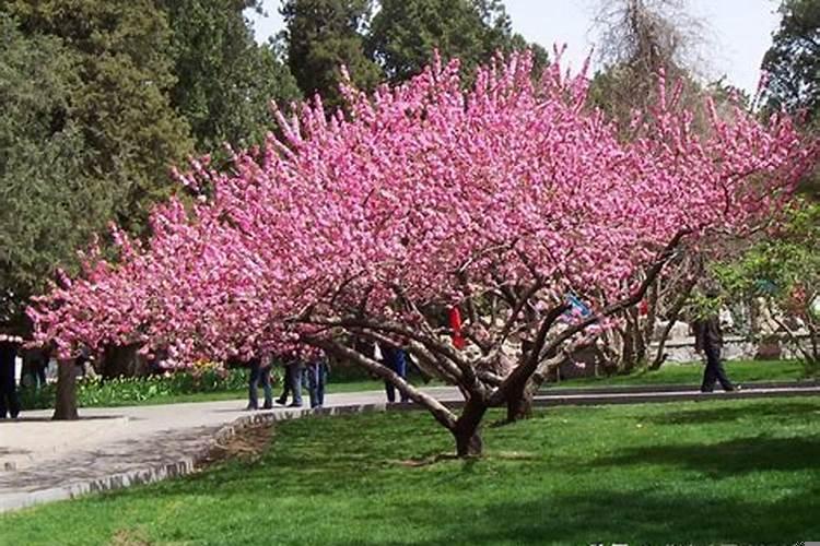 湖北黄冈都有哪些树种