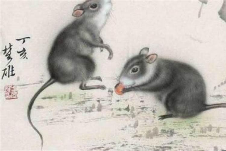 属牛的和属老鼠的合吗
