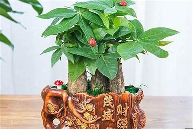 能够招财的风水小物件有哪些