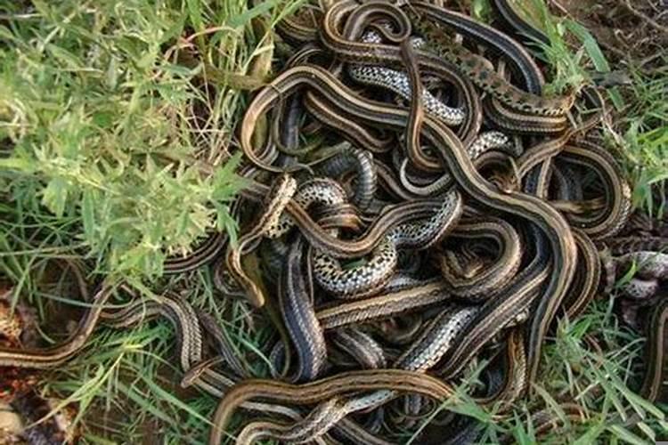 女人梦见好多蛇是什么预兆蛇预示着