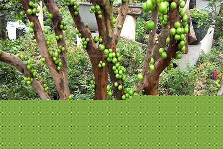 农村住宅前后种树风水