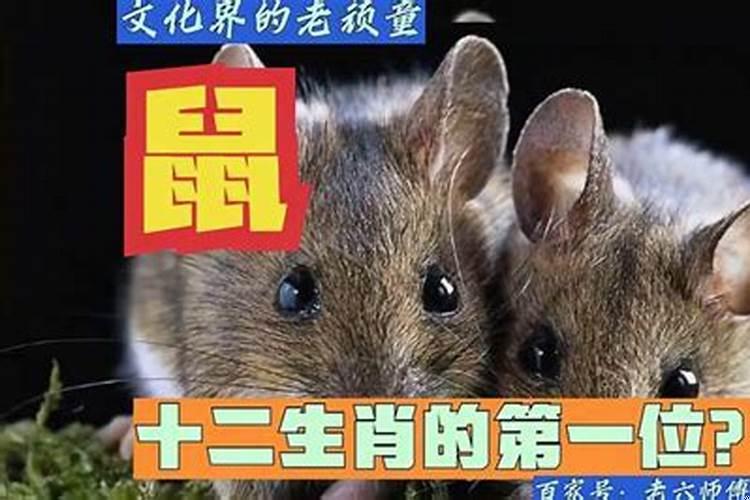 老鼠是十二生肖之一吗