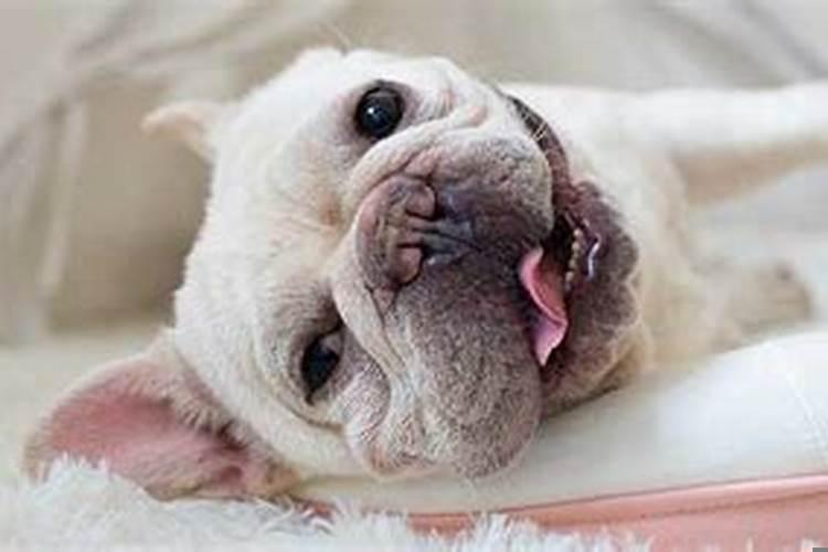 梦见被小狗咬了脚是什么征兆