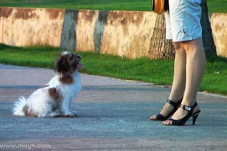 梦见被小狗咬了脚是什么征兆