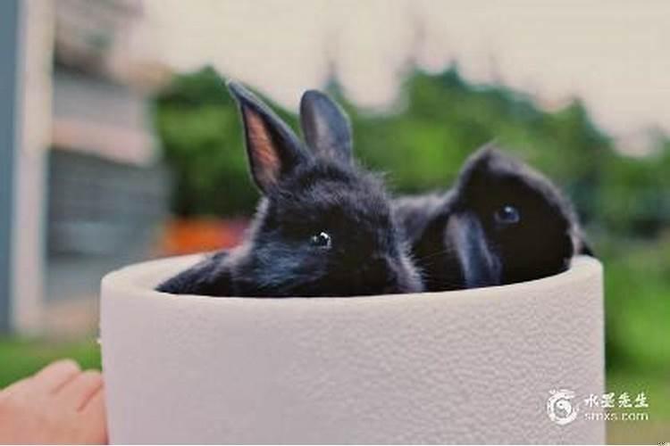 最有异性魅力的生肖女