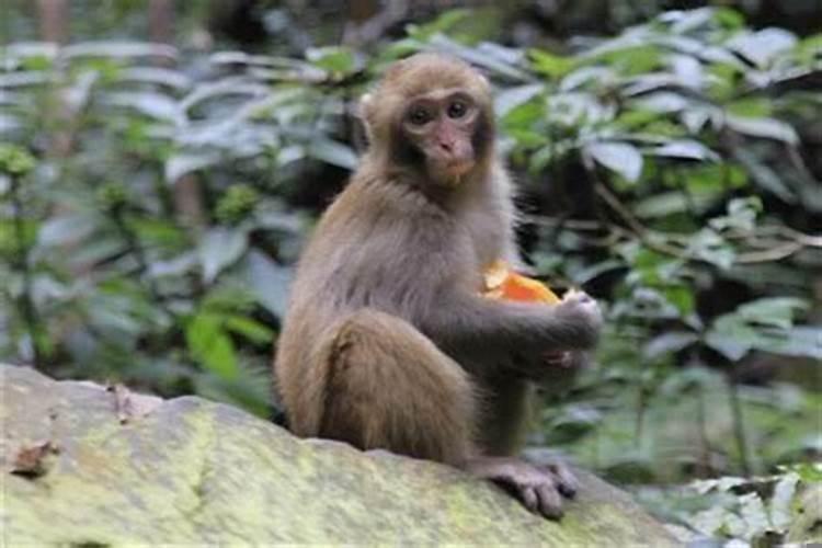 生肖蛇最怕什么人?最不怕什么人呢