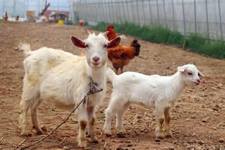 风天小畜变水天需卦婚姻