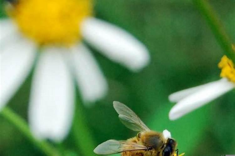 梦见好多蜜蜂蛰自己的头