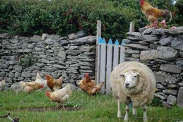 羊和鸡生肖最配对