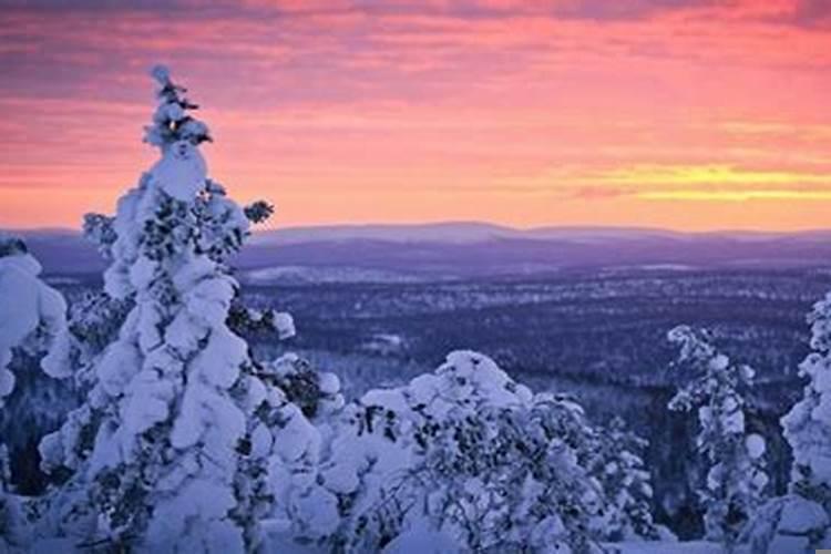 属猴室内适合摆什么花