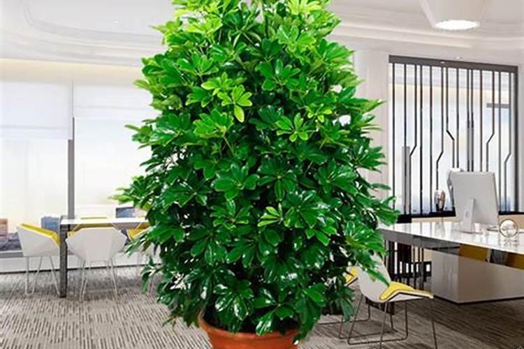 寓意好的办公桌绿植盆栽