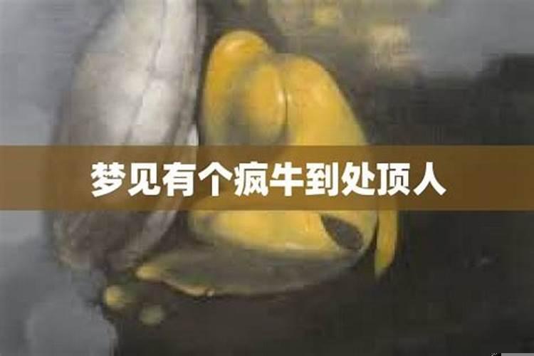 梦见牛疯狂的顶别人