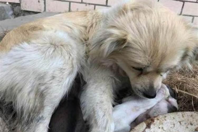 做梦母狗生小狗是什么意思