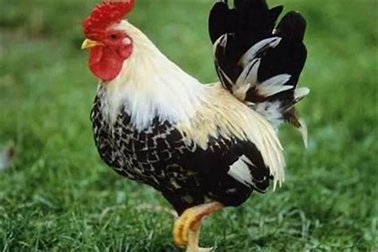 生肖男马和什么生肖最配婚