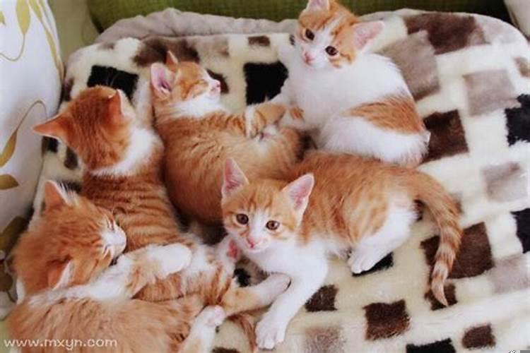 梦见猫生了小猫是什么意思