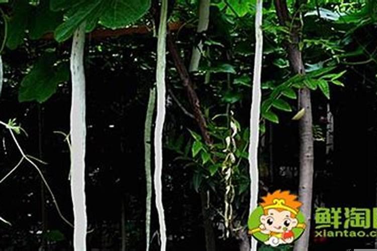 清明节有啥禁忌