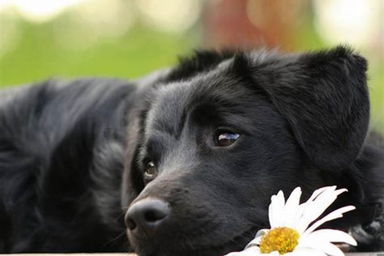 怀孕梦到黑色的狗是什么意思