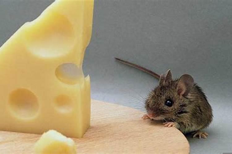 属鼠的跟属鼠的合不合