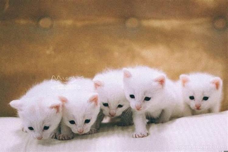 梦见猫生了小猫是什么意思