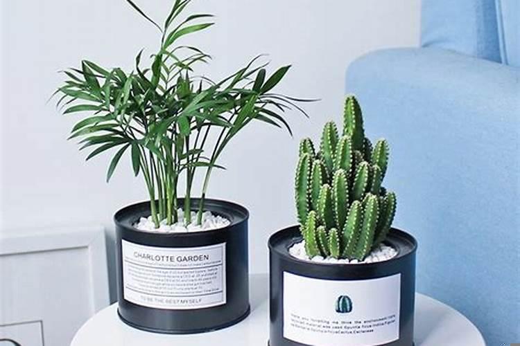 寓意好的办公桌绿植盆栽